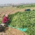 优质大叶菠菜，基地货源，大量供应脱水厂，市场，10吨起售