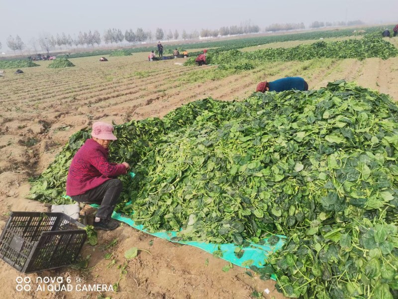 优质大叶菠菜，基地货源，大量供应脱水厂，市场，10吨起售