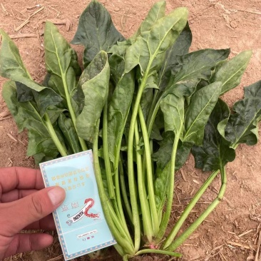 优质大叶菠菜，基地货源，大量供应脱水厂，市场，10吨起售