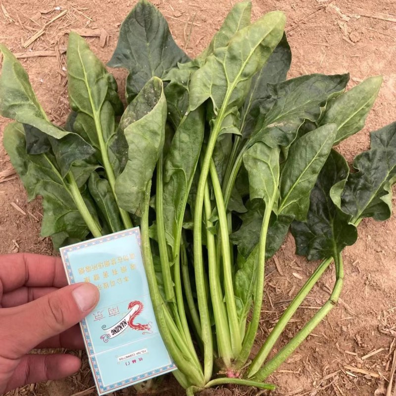 优质大叶菠菜，基地货源，大量供应脱水厂，市场，10吨起售