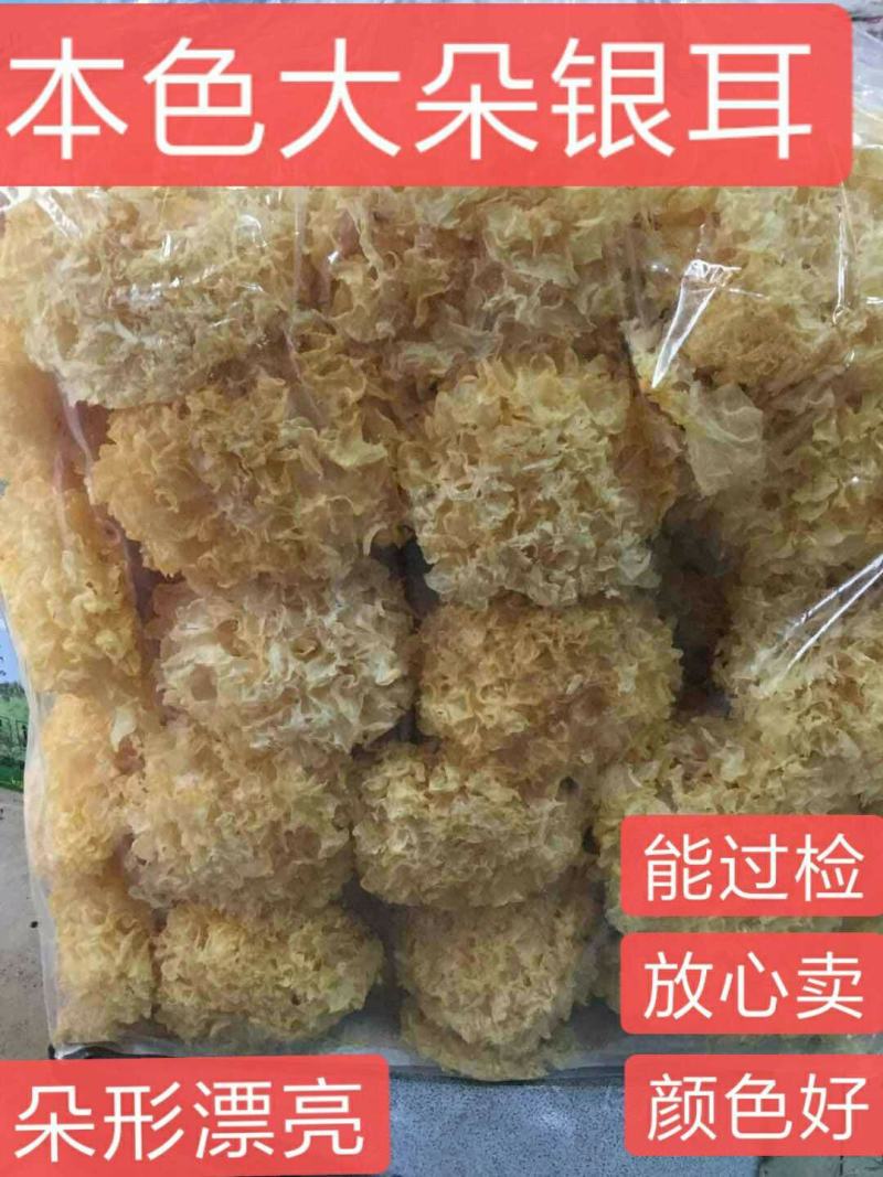 本色大朵银耳，能过检，放心买，产地直销。