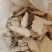 土茯苓
