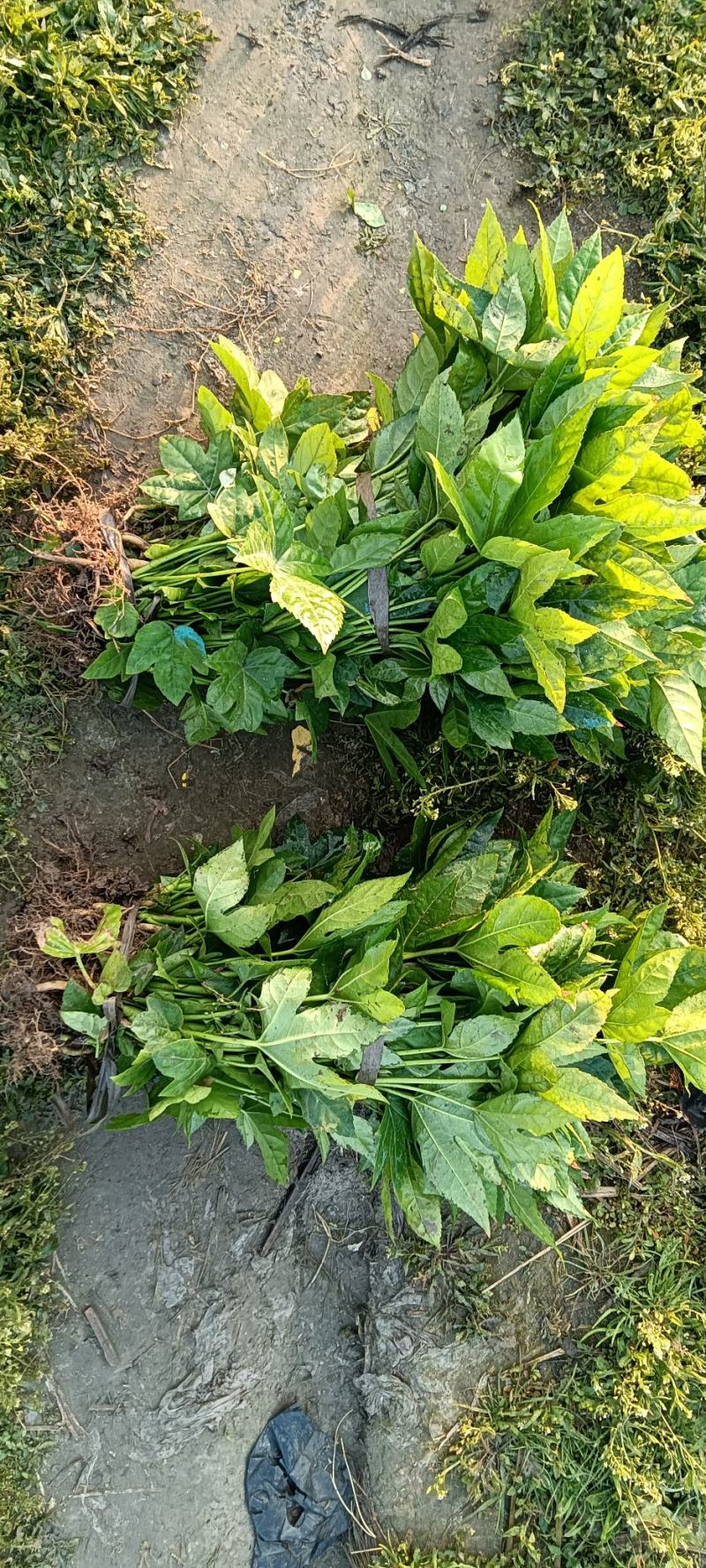 八角金盘裸根苗