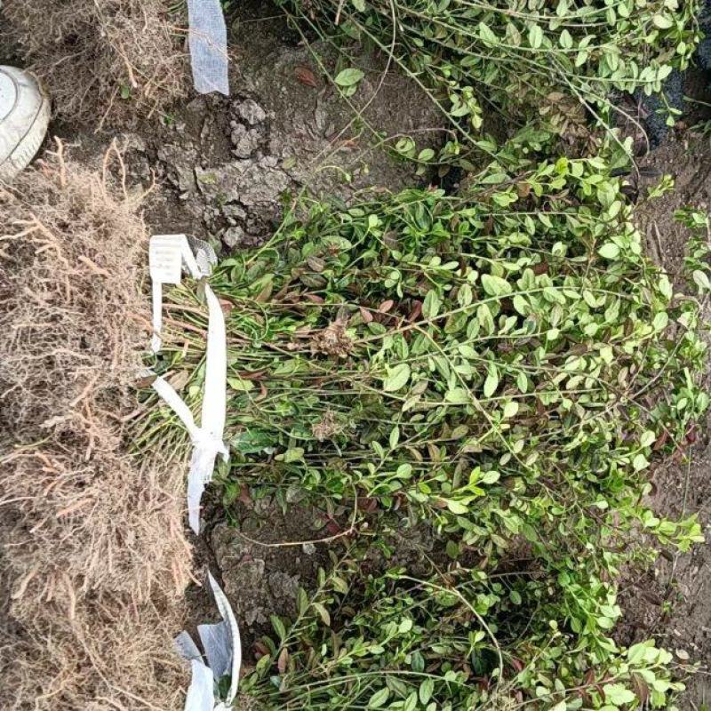 精品小叶扶芳藤