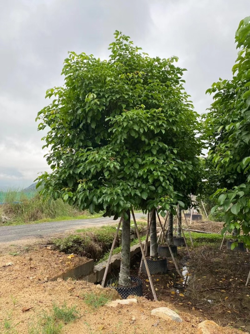 秋枫15公分百亩基地低价自销