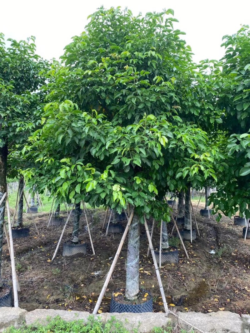 秋枫15公分百亩基地低价自销