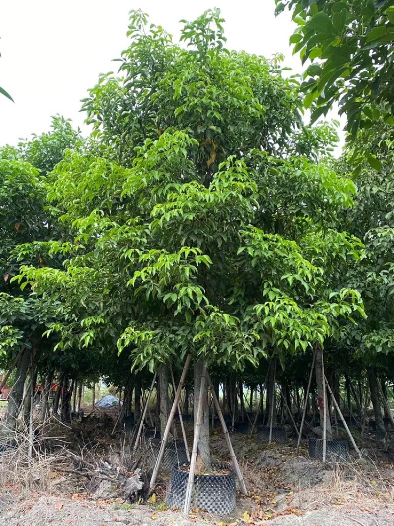 秋枫15公分百亩基地低价自销