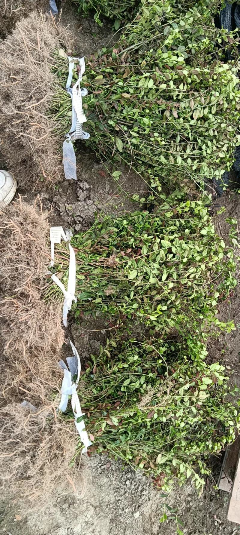 精品小叶扶芳藤