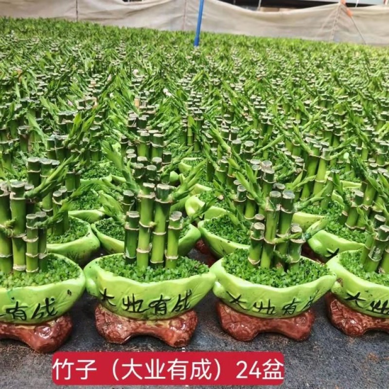 小森林富贵竹盆栽室内办公桌绿植好养活