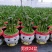 小森林富贵竹盆栽室内办公桌绿植好养活
