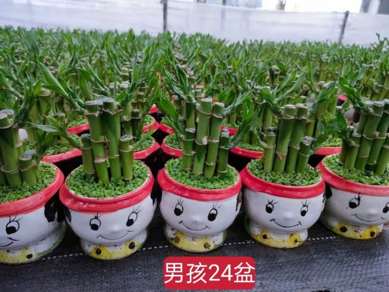 小森林富贵竹盆栽室内办公桌绿植好养活