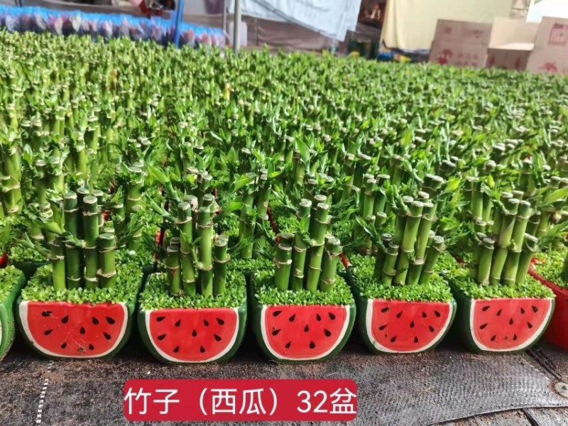 小森林富贵竹盆栽室内办公桌绿植好养活