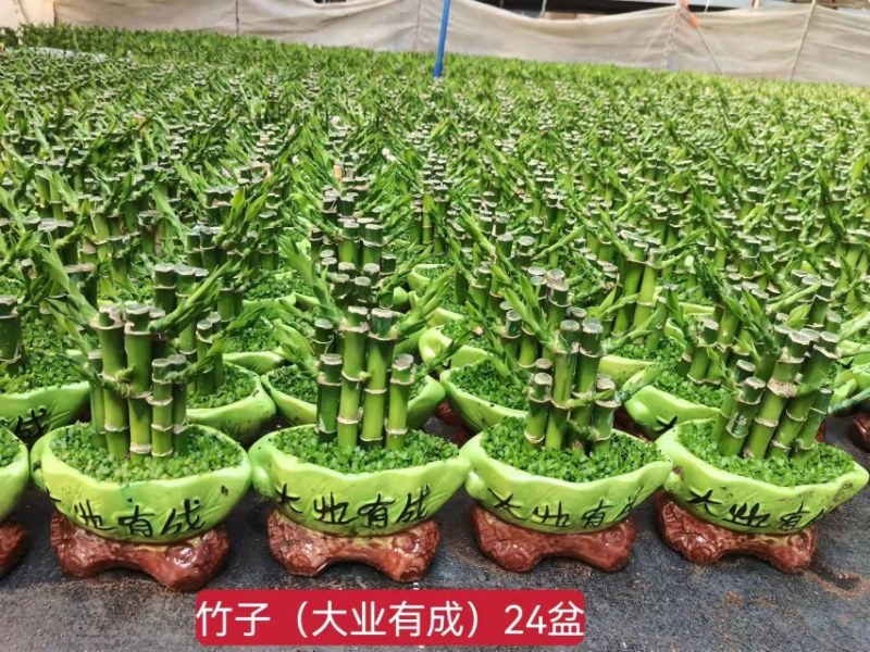 小森林富贵竹盆栽室内办公桌绿植好养活