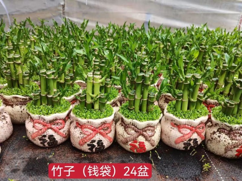 小森林富贵竹盆栽室内办公桌绿植好养活