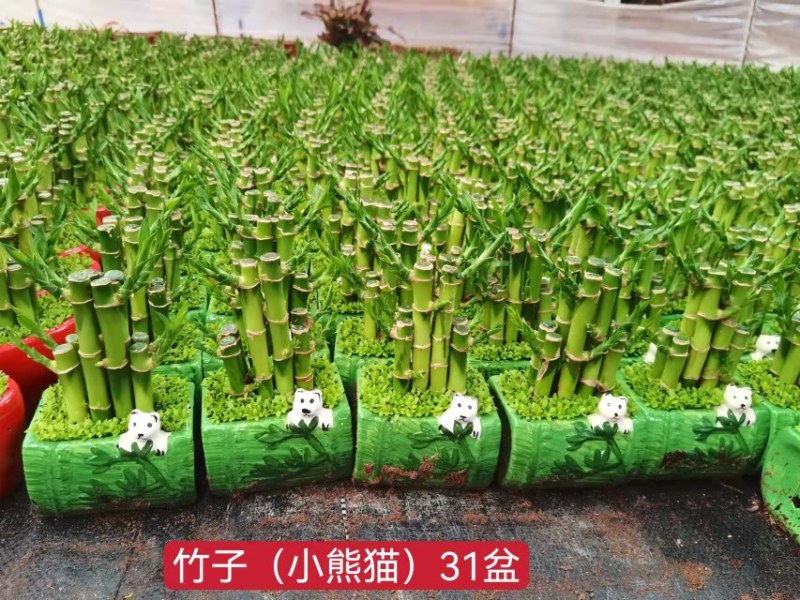 小森林富贵竹盆栽室内办公桌绿植好养活