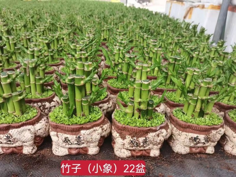 小森林富贵竹盆栽室内办公桌绿植好养活