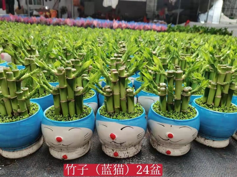 小森林富贵竹盆栽室内办公桌绿植好养活