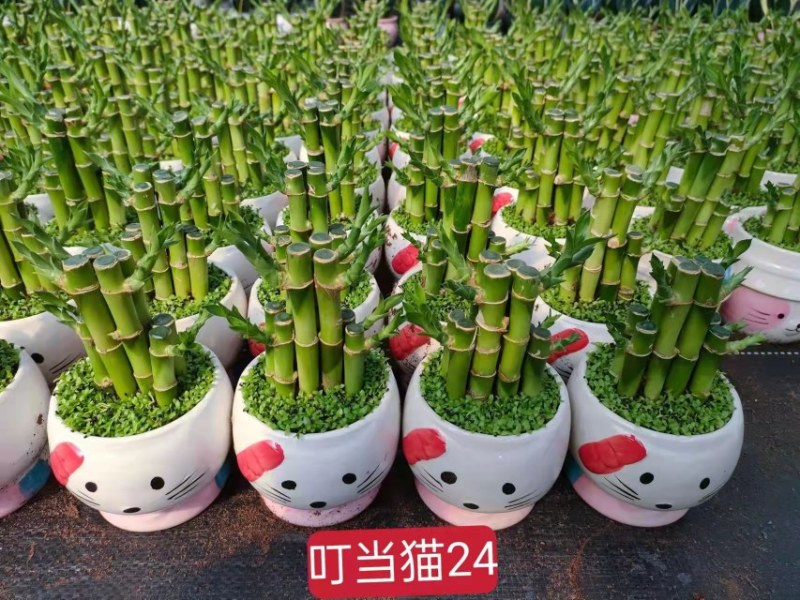 小森林富贵竹盆栽室内办公桌绿植好养活