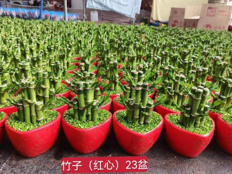 小森林富贵竹盆栽室内办公桌绿植好养活