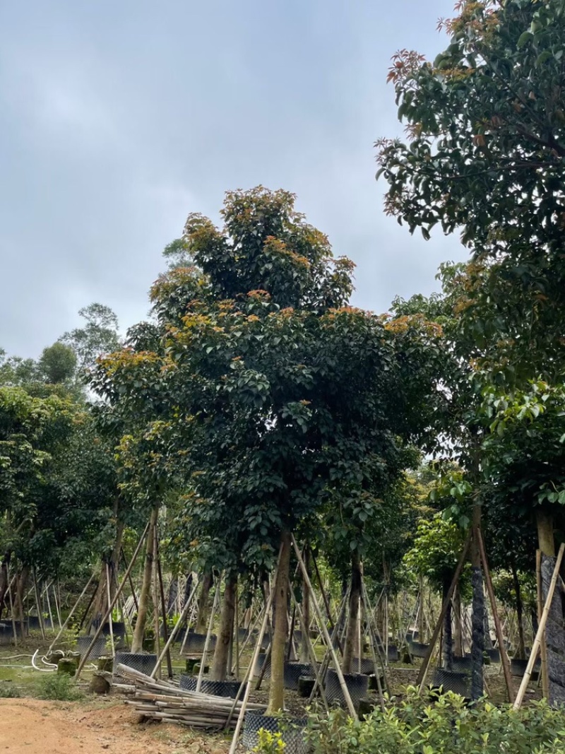 秋枫12公分百亩基地自产自销