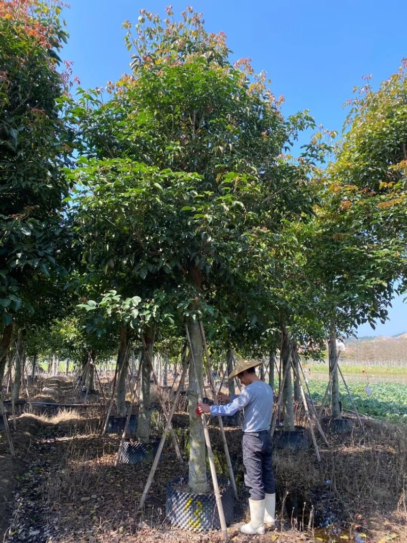 秋枫12公分百亩基地自产自销