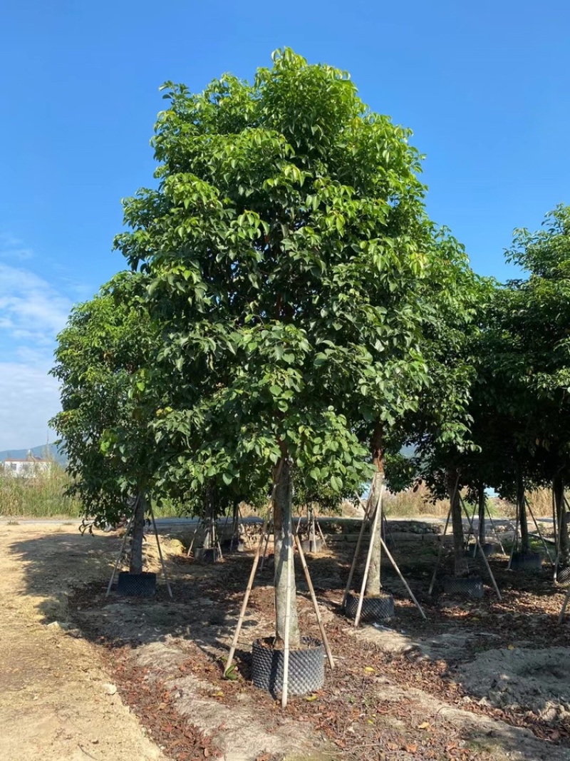 秋枫12公分百亩基地自产自销