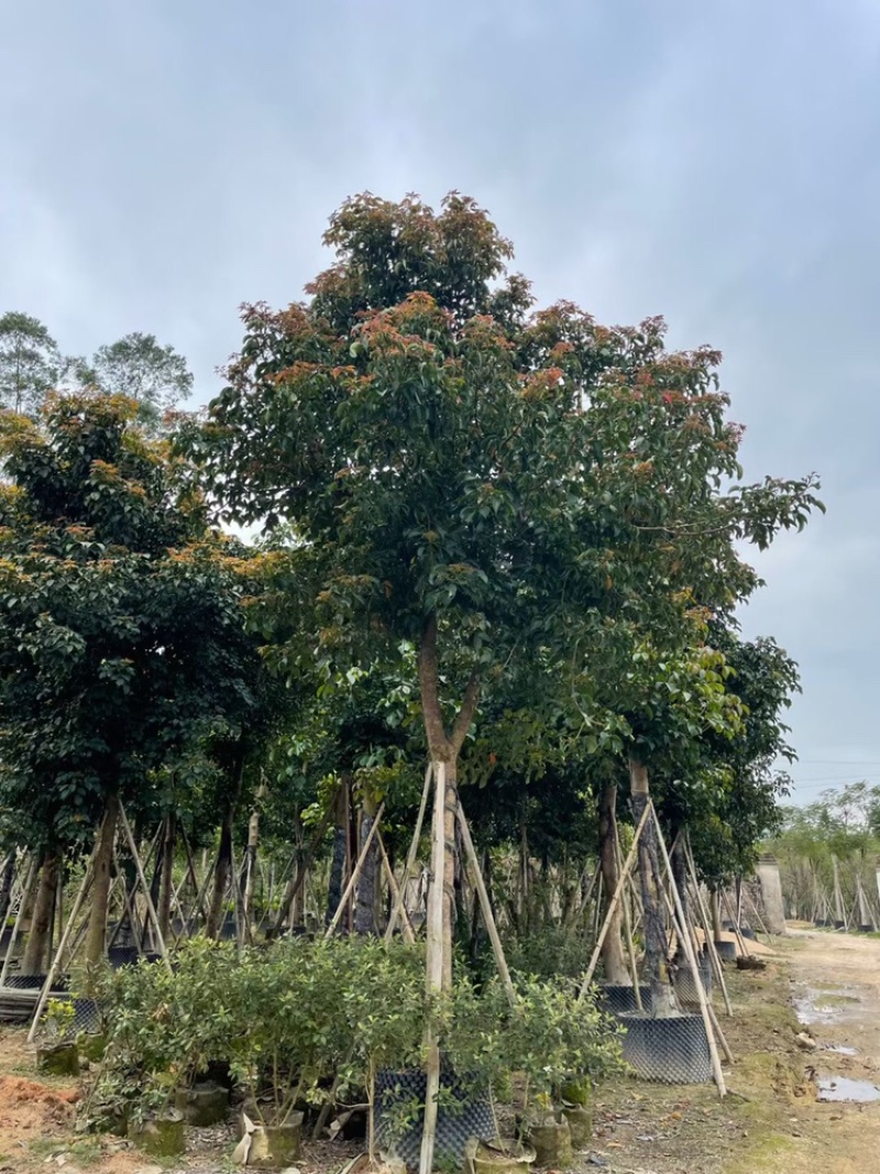 秋枫12公分百亩基地自产自销