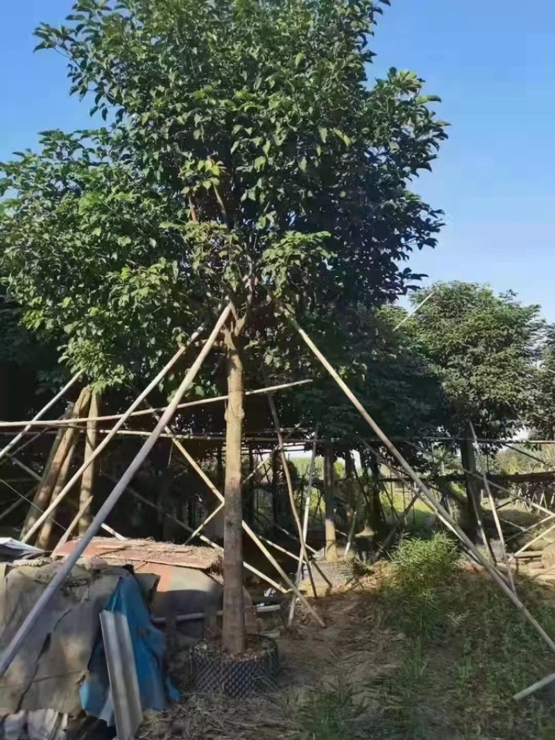秋枫12公分百亩基地自产自销