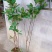 甜樱桃苗一年多次开花结果南北方种植蜜甜高产品种