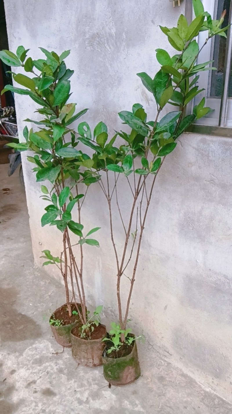 甜樱桃苗一年多次开花结果南北方种植蜜甜高产品种