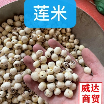 去心莲米，白莲米，炖汤必备，本色货，产地直销