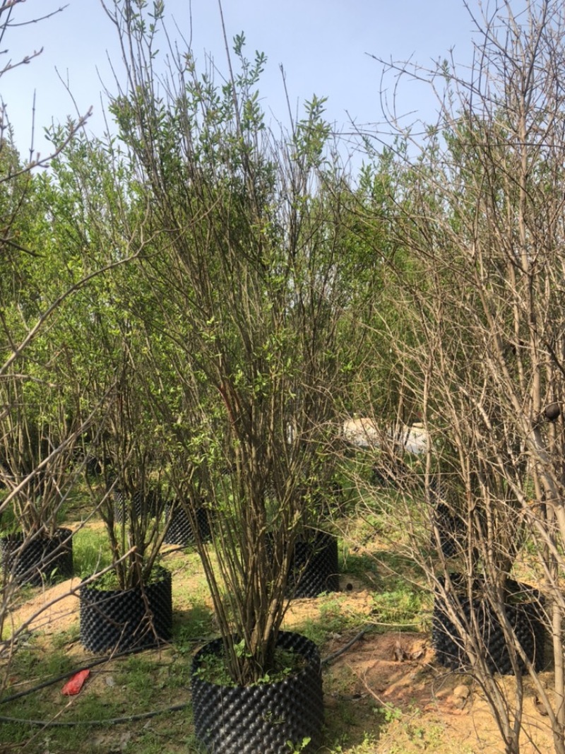 石榴树丛生百亩基地自产自销
