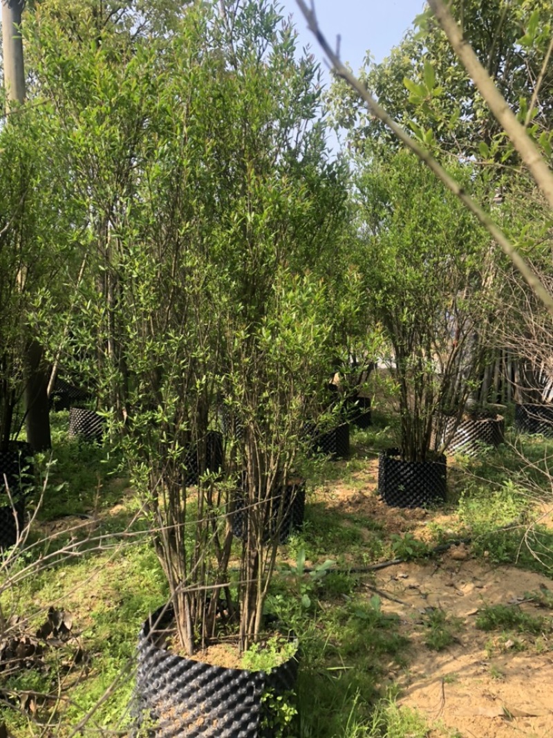 石榴树丛生百亩基地自产自销