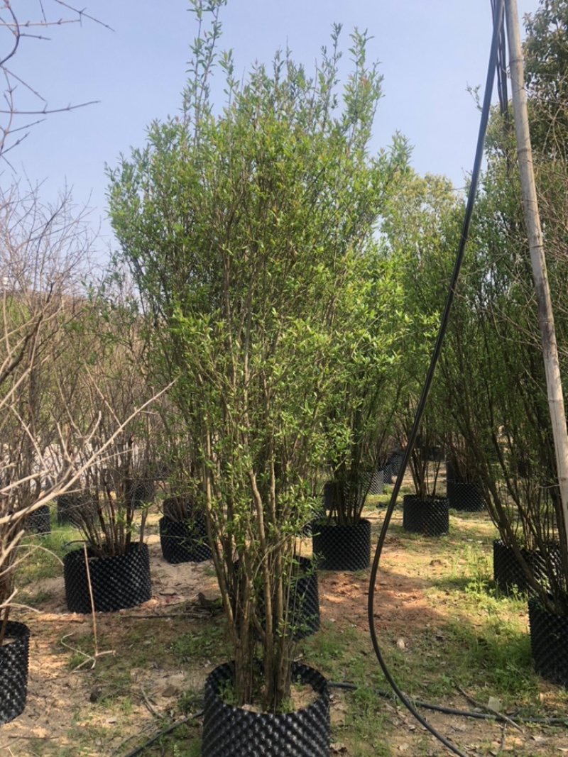 石榴树丛生百亩基地自产自销