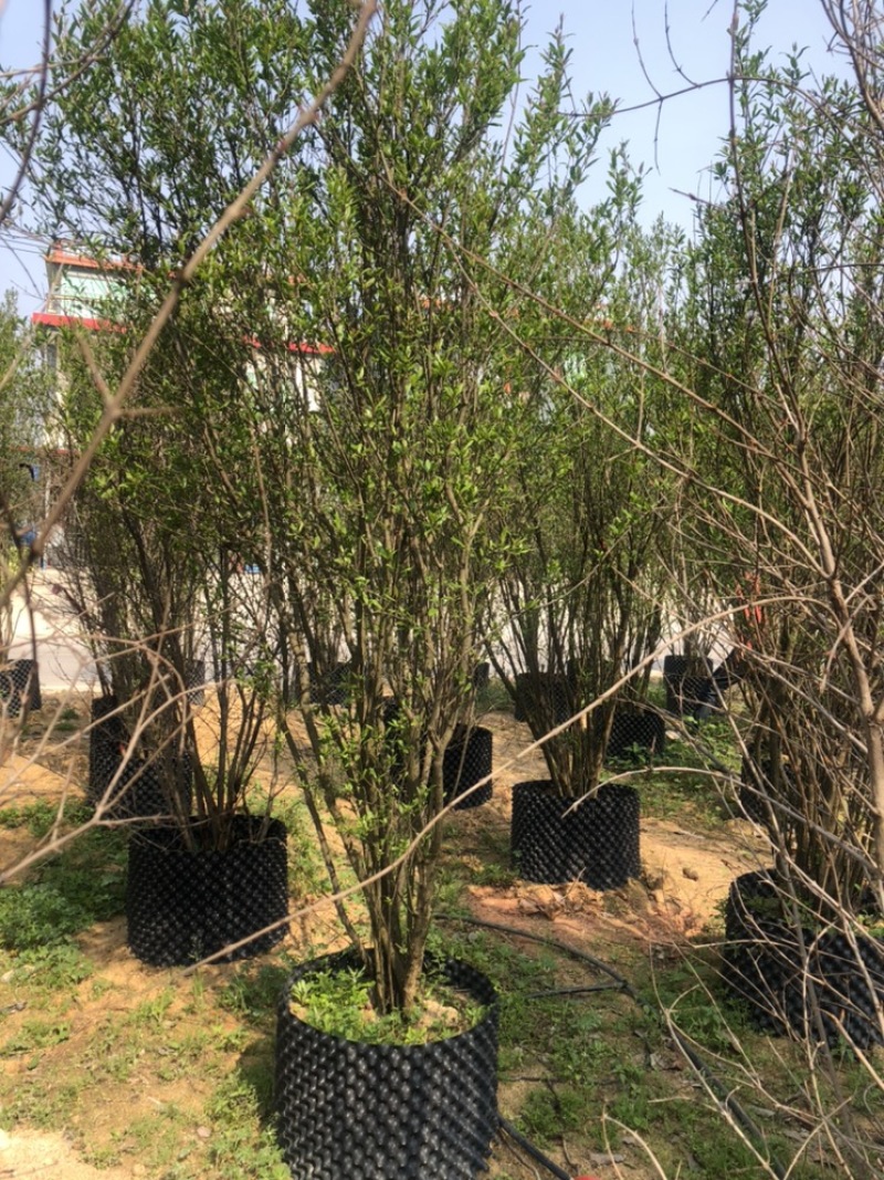 石榴树丛生百亩基地自产自销