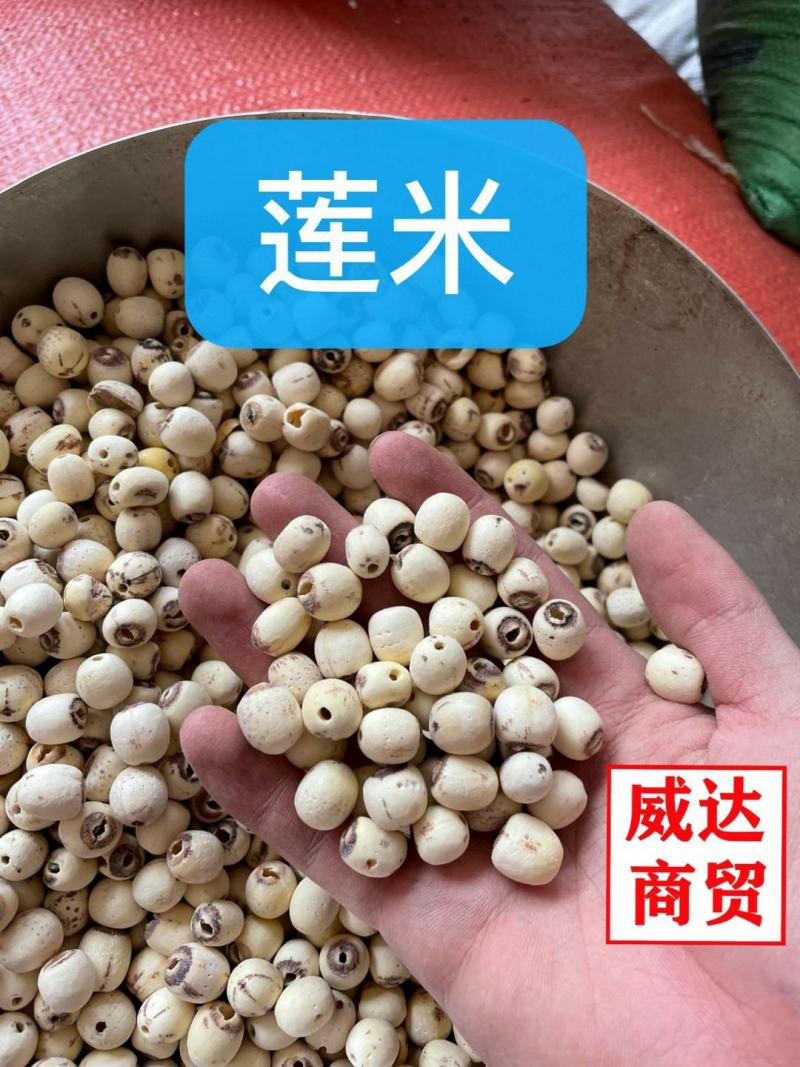 去心莲米，白莲米，炖汤必备，本色货，产地直销