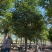 秋枫大量10公分百亩基地自产自销
