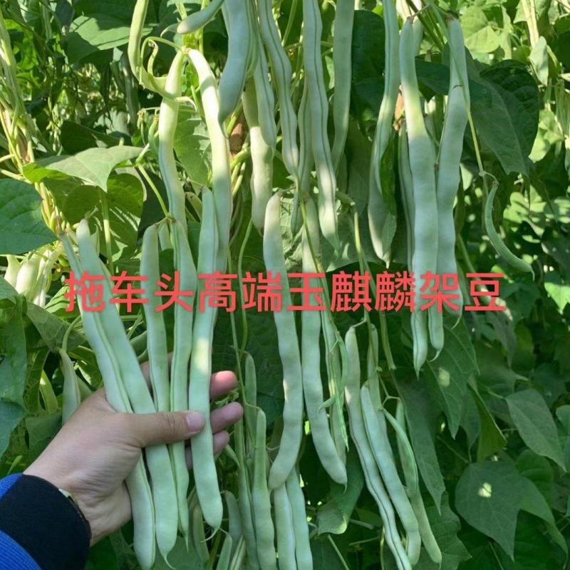 早熟无筋架豆种子九粒白种子老来少种子嫩绿色白不老种子
