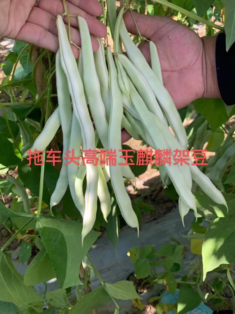 早熟无筋架豆种子九粒白种子老来少种子嫩绿色白不老种子