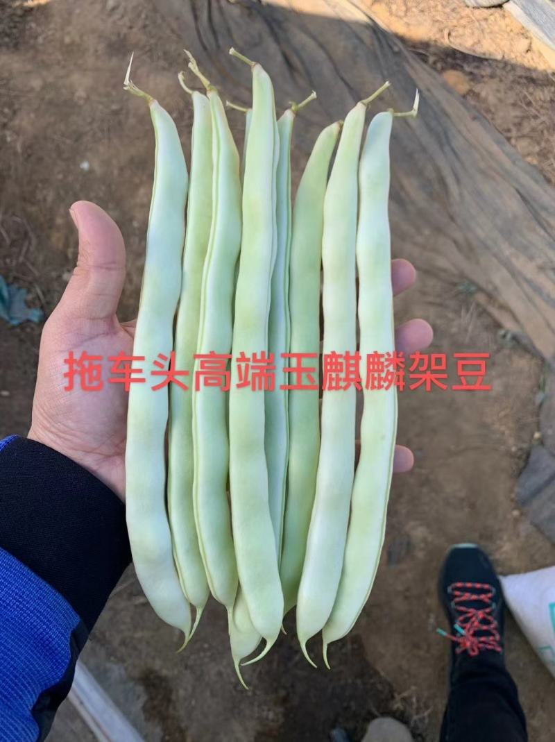 早熟无筋架豆种子九粒白种子老来少种子嫩绿色白不老种子