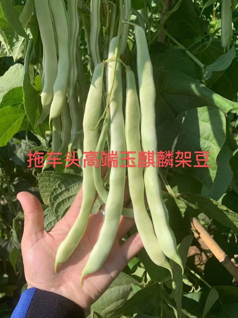 早熟无筋架豆种子九粒白种子老来少种子嫩绿色白不老种子