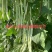 早熟无筋架豆种子九粒白种子老来少种子嫩绿色白不老种子