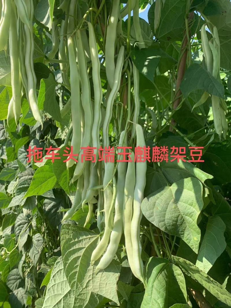 早熟无筋架豆种子九粒白种子老来少种子嫩绿色白不老种子