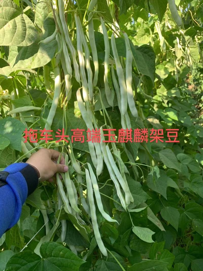 早熟无筋架豆种子九粒白种子老来少种子嫩绿色白不老种子