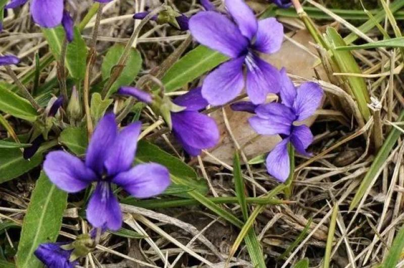 紫花地丁籽，紫花地丁，甜地丁