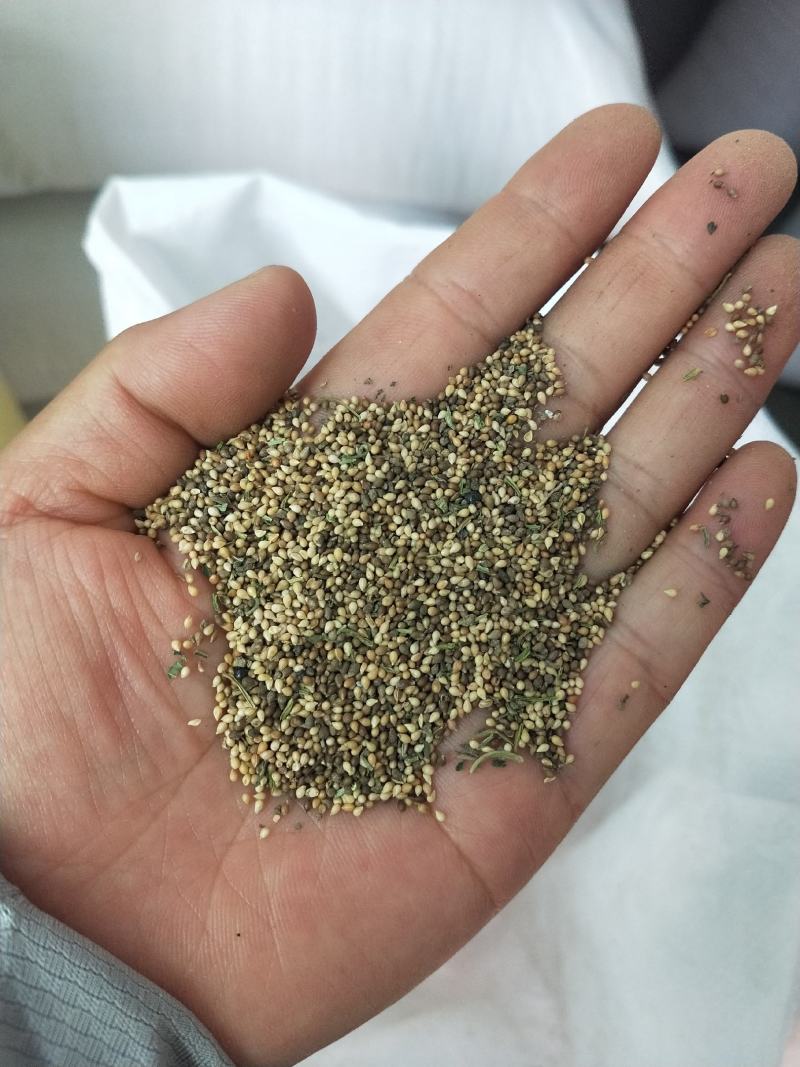 紫花地丁籽，紫花地丁，甜地丁