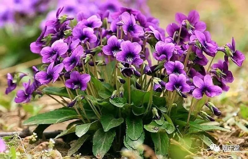 紫花地丁籽，紫花地丁，甜地丁