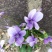 紫花地丁籽，紫花地丁，甜地丁