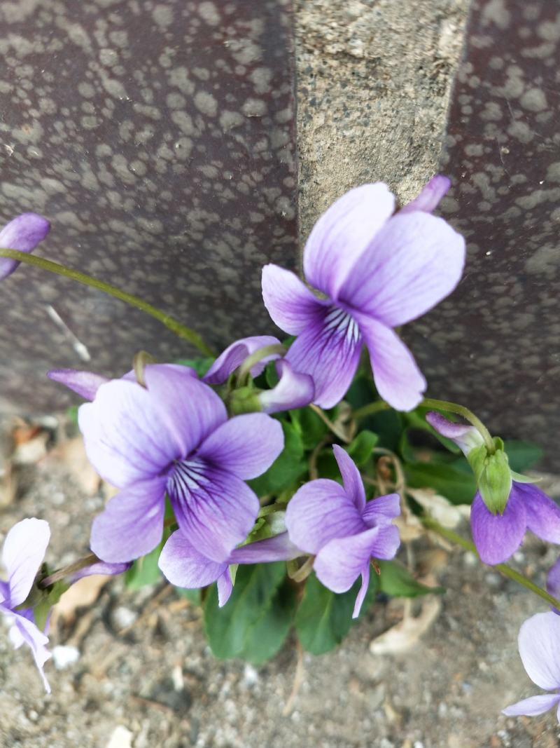 紫花地丁籽，紫花地丁，甜地丁