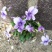 紫花地丁籽，紫花地丁，甜地丁